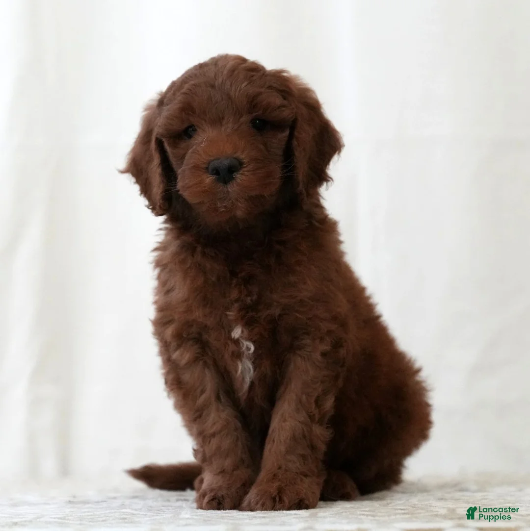 Mini Goldendoodle dogs for sale: Jase - Ad 1