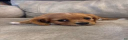 Mixed Breed dogs for sale: Charlette - Ad 5
