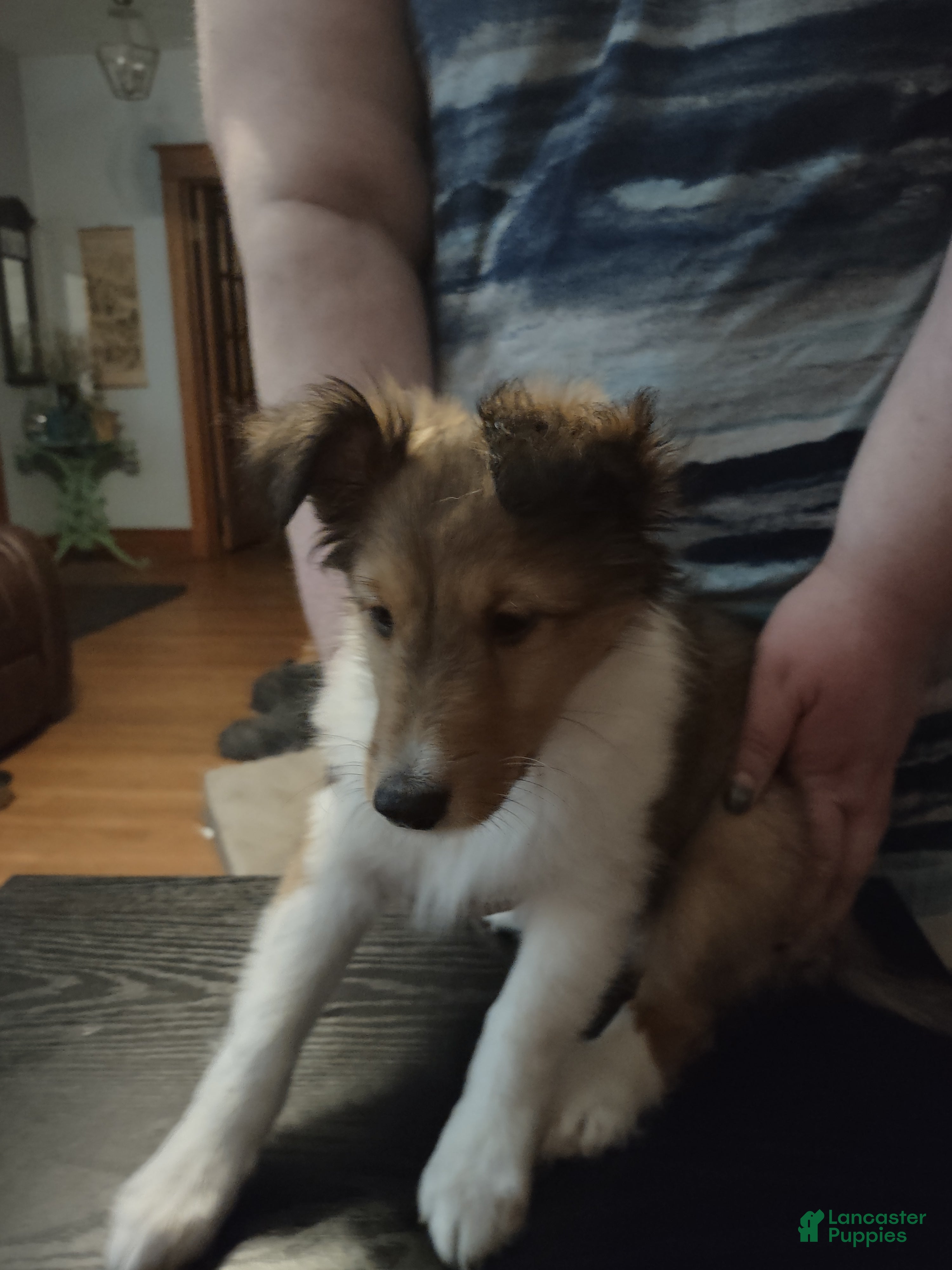 Shetland Sheepdog dogs Jake - Ad 1