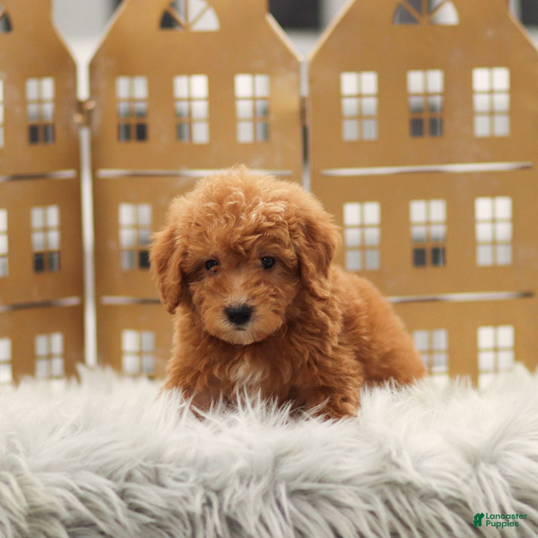 Goldendoodle dogs for sale: Luke - Ad 3
