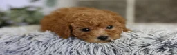 Toy Poodle dogs for sale: Reese  - Ad 11