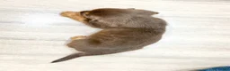 Beaglier dogs for sale: Jay - Ad 4