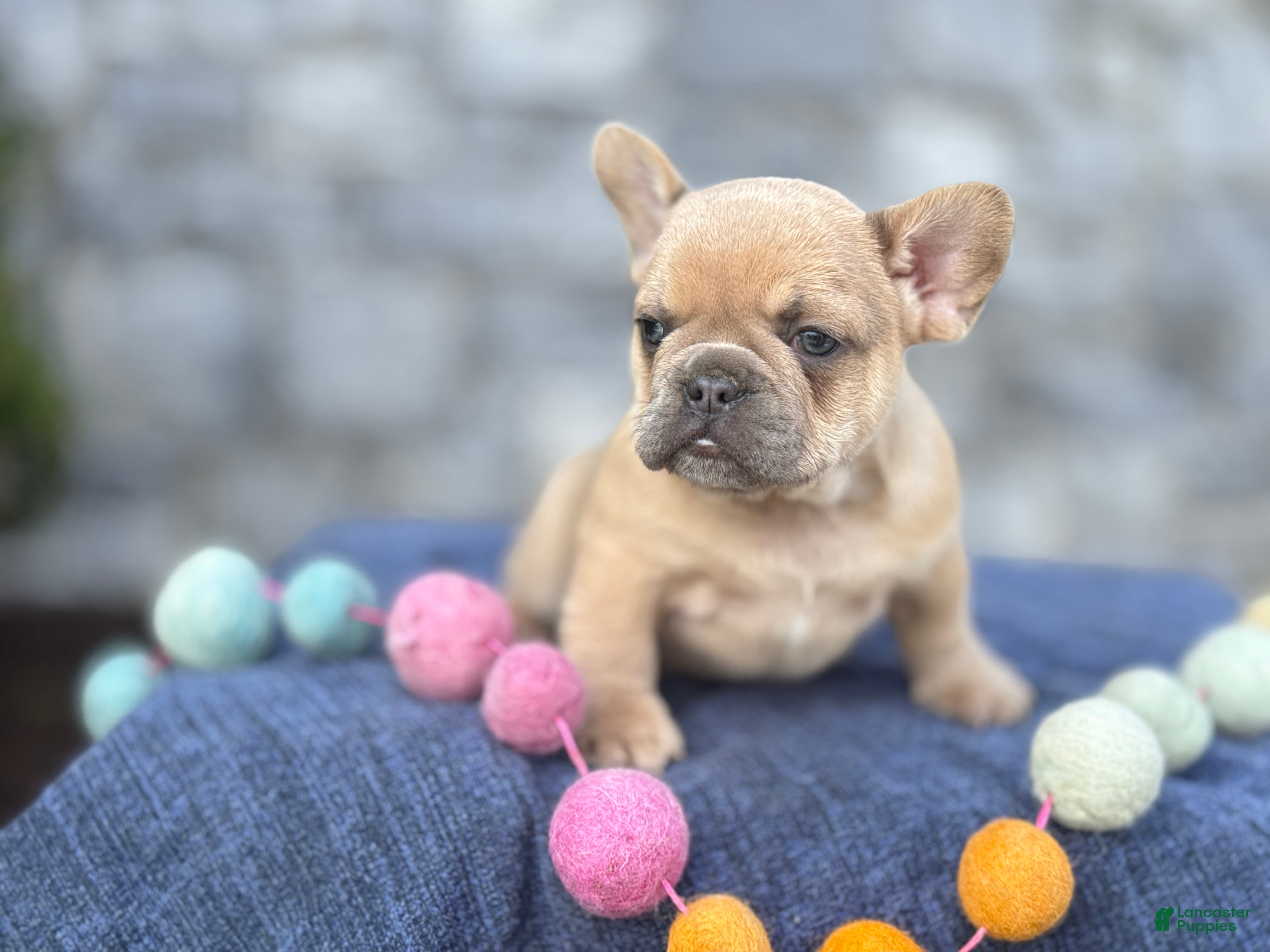 French Bulldog dogs Bo - Ad 2