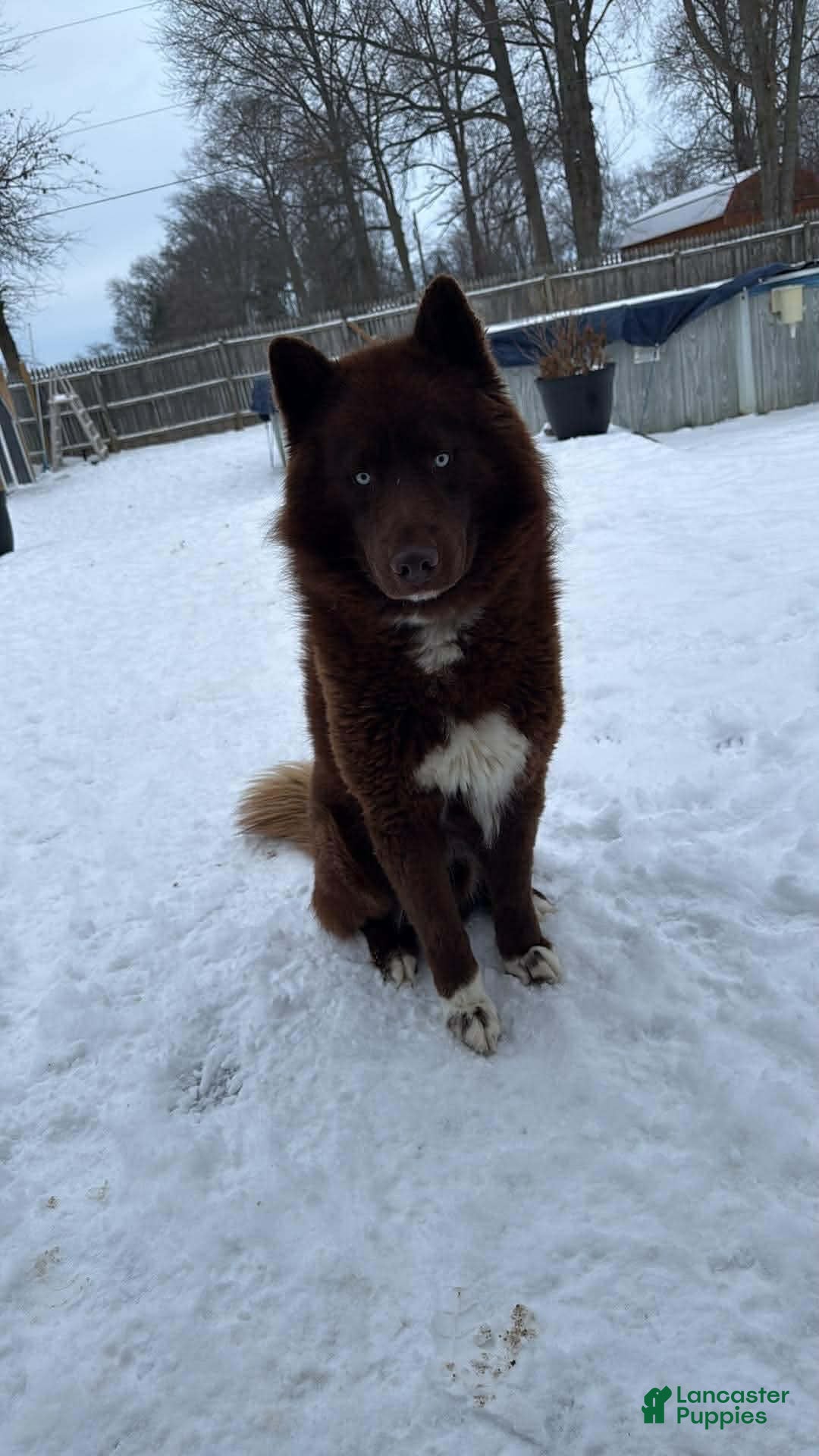 Siberian Husky dogs for sale: Snickerdoodle - Ad 5