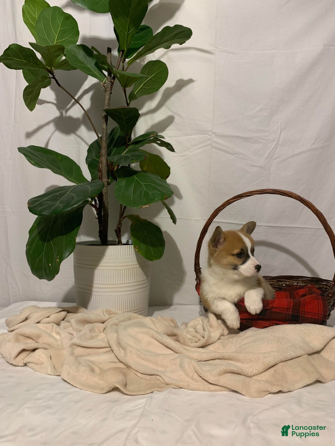 Welsh Corgi Pembroke dogs for sale: Lizzy - Ad 5