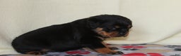 Rottweiler dogs for sale: Grace - Ad 4