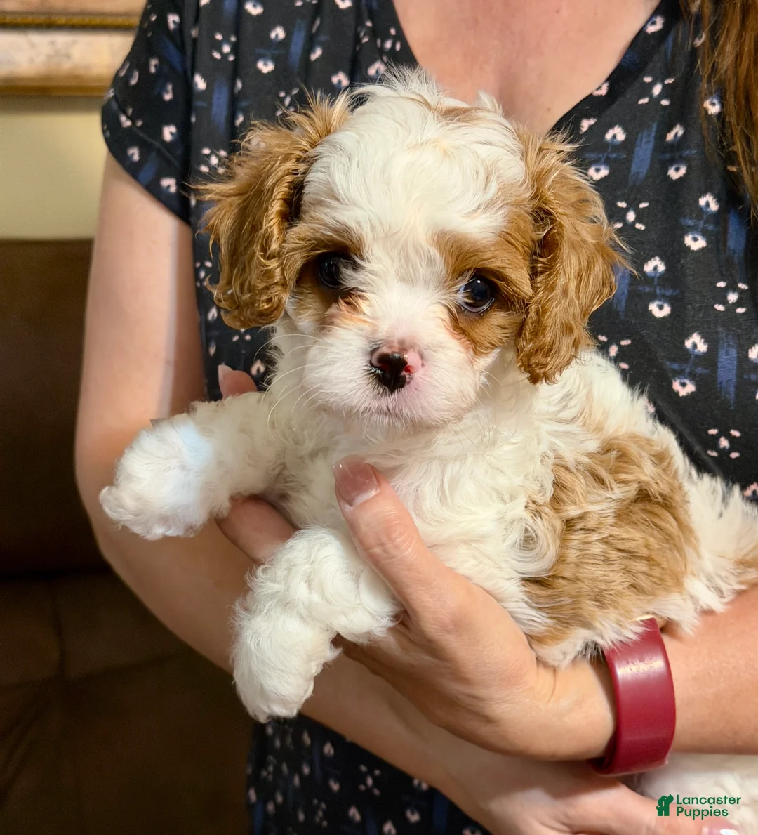 Cavapoo dogs for sale: Cavapoo Puppy 2 - Ad 2