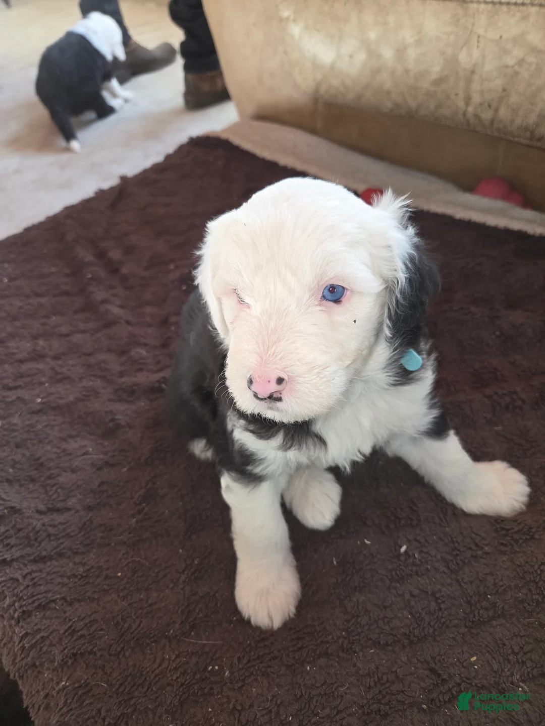 Sheepadoodle dogs for sale: Coco - Ad 2