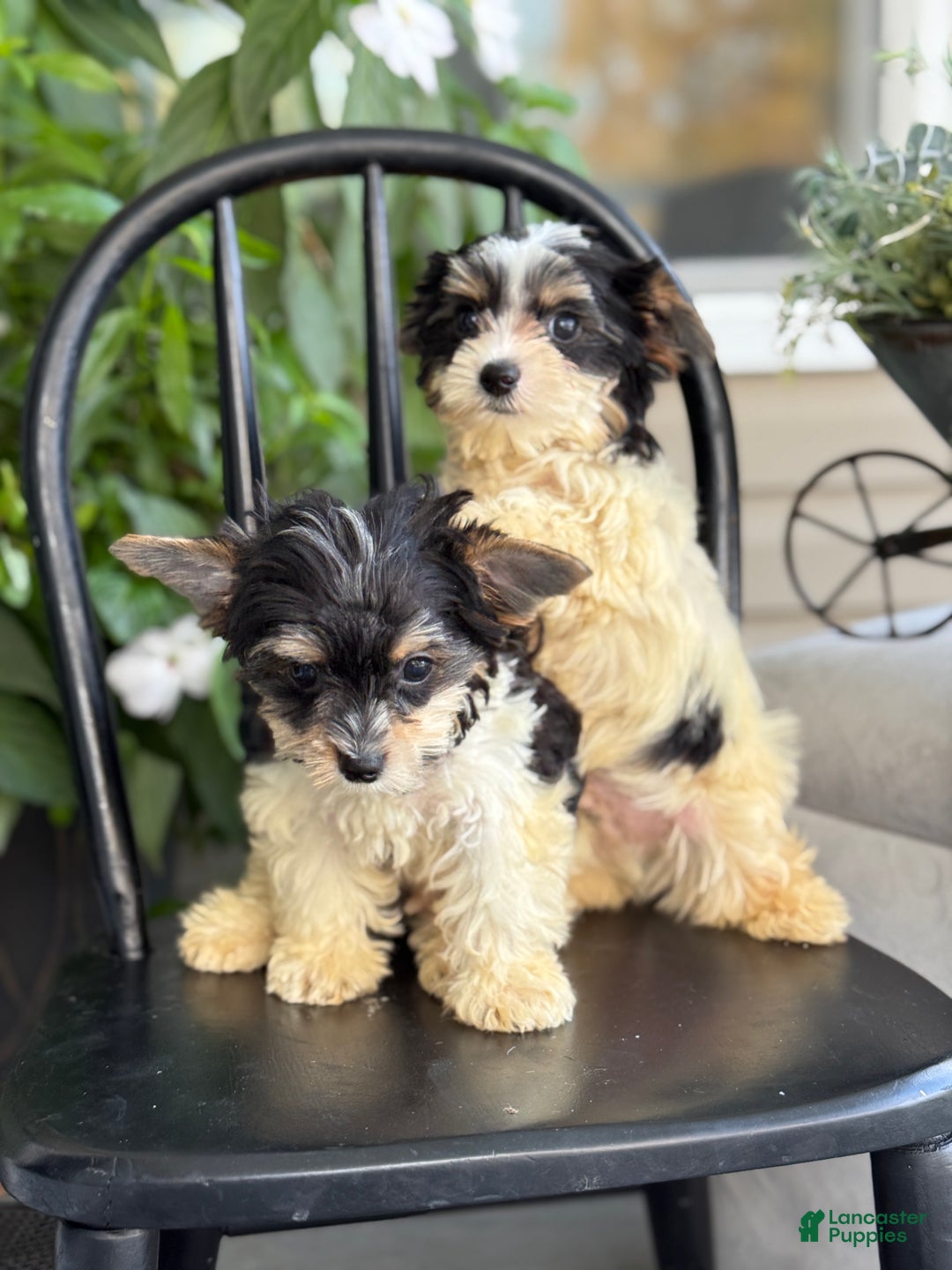 Yorkshire Terrier dogs for sale: Morsel - Ad 14