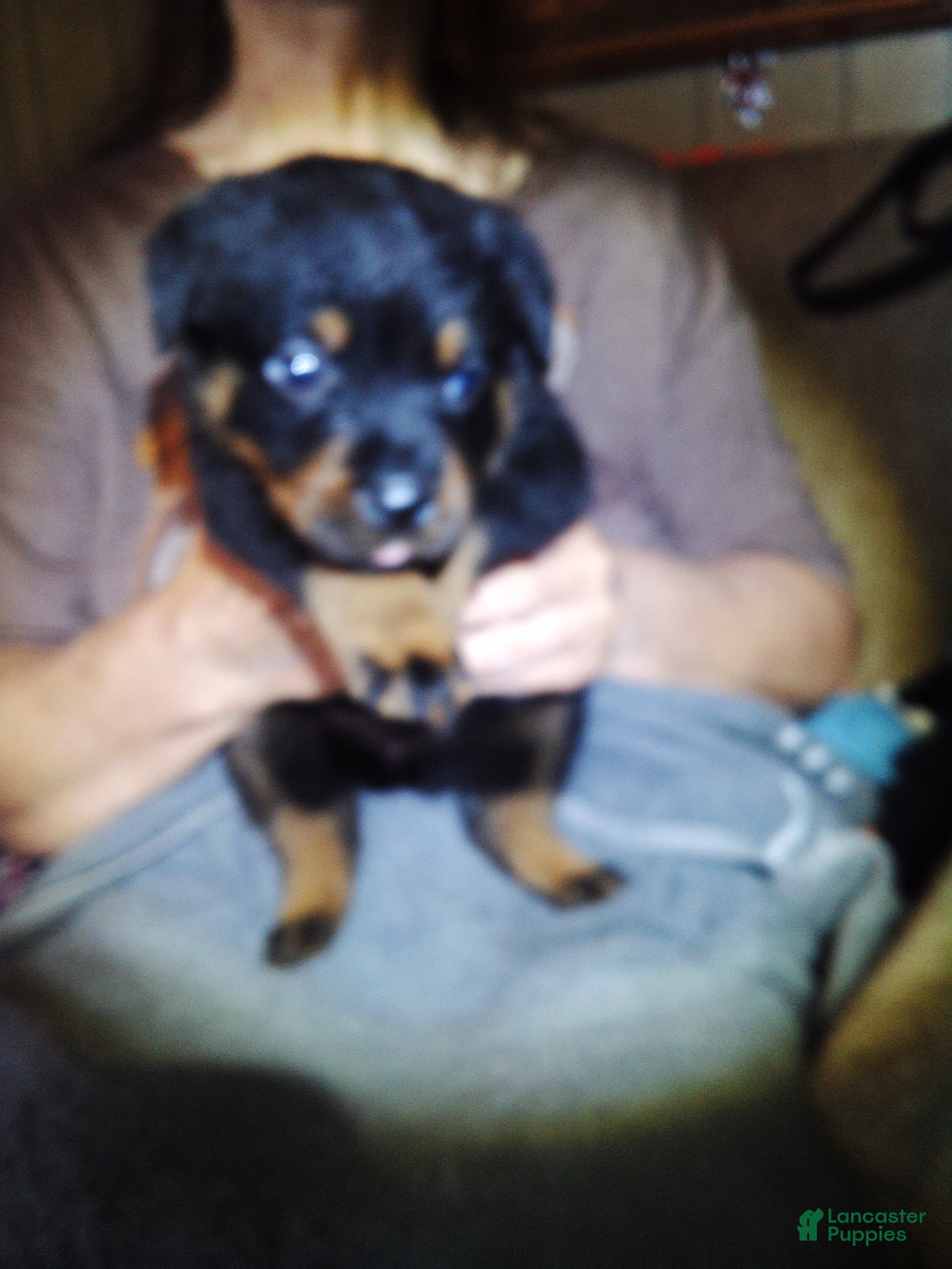 Rottweiler dogs Rottweiler 3 - Ad 41