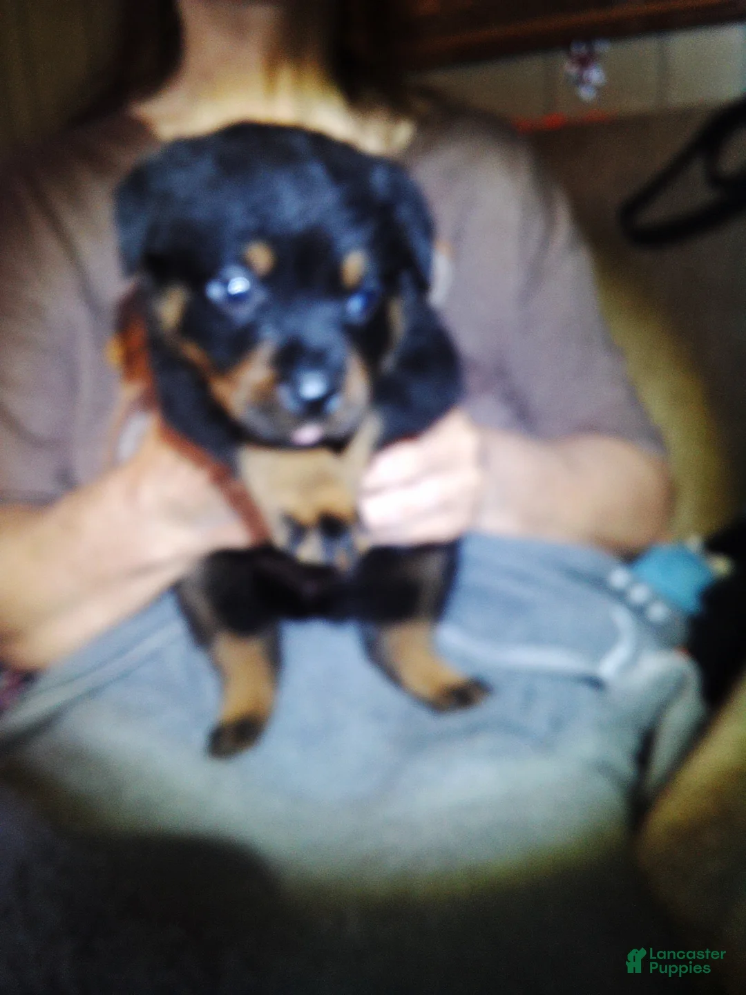 Rottweiler dogs for sale: Rottweiler 3 - Ad 1