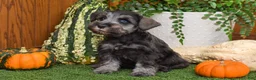 Miniature Schnauzer dogs for sale: Montana - Ad 3