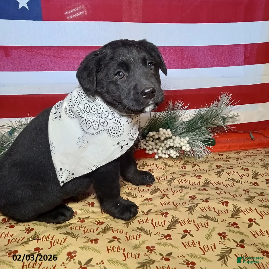 Mixed Breed dogs for sale: Jimbo - Ad 3