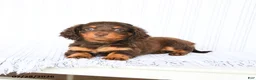 Miniature Dachshund dogs for sale: Bebe - Ad 4