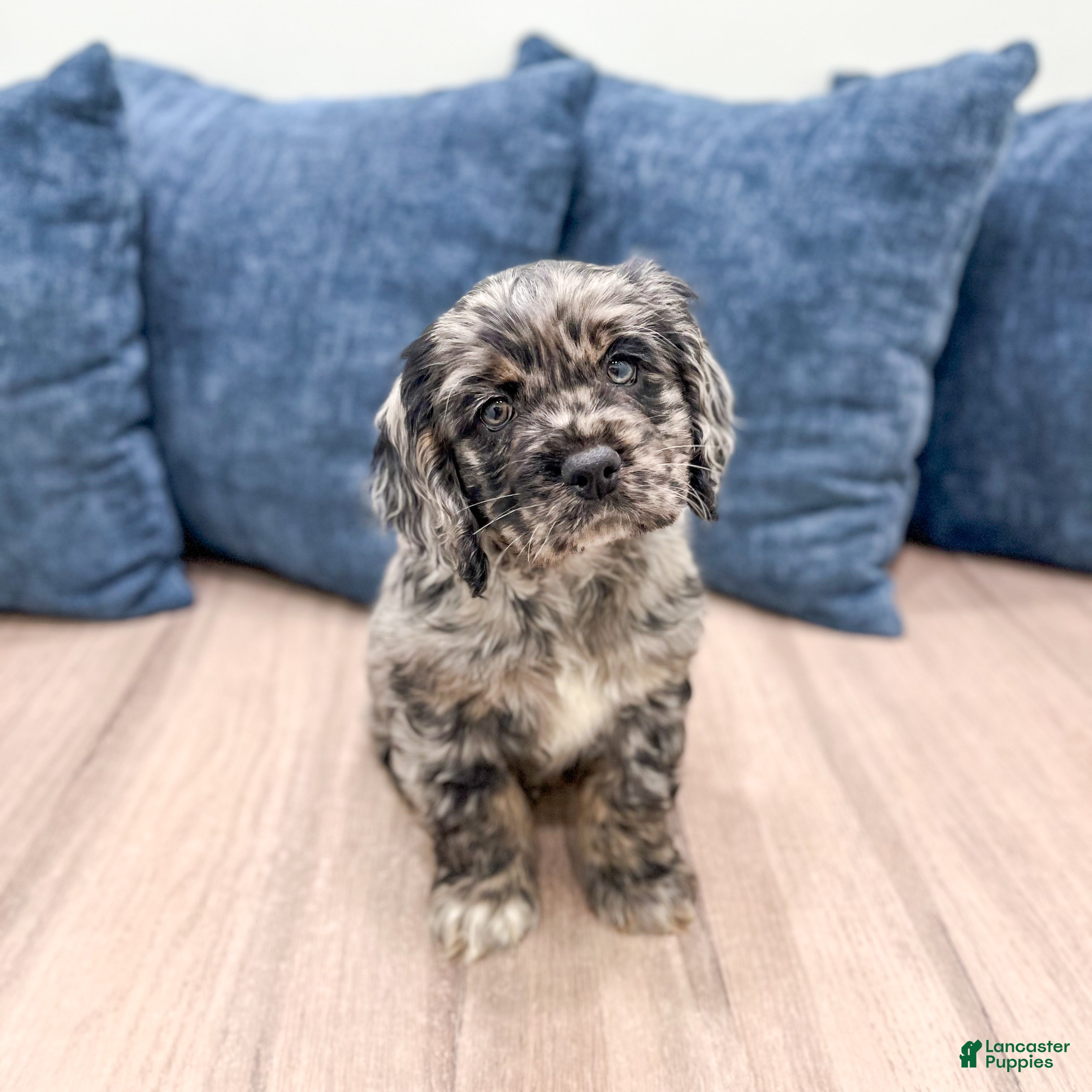 Cocker Spaniel dogs Vance - Ad 1