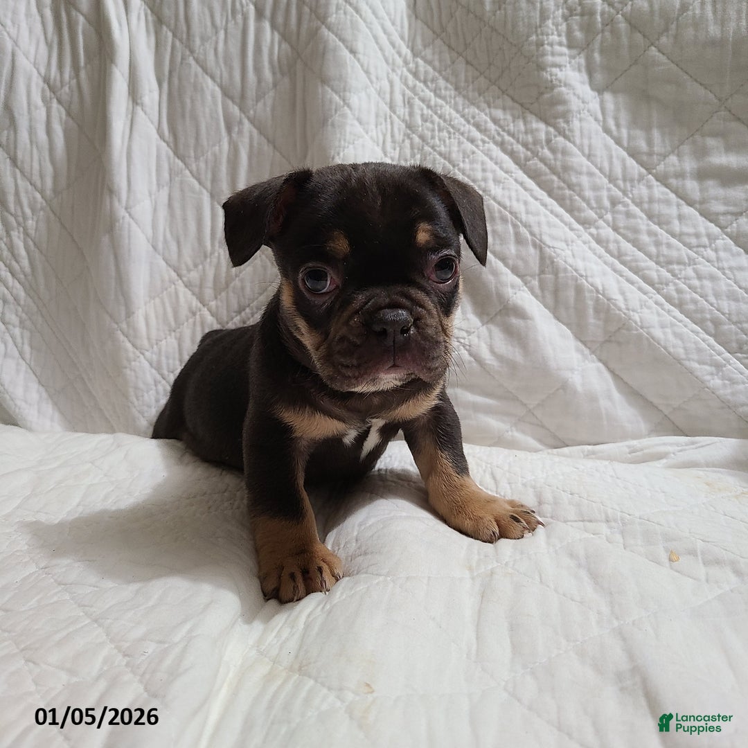 French Bulldog dogs for sale: Snickers - Ad 12