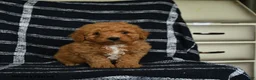 Mini Goldendoodle dogs for sale: Dash - Ad 2