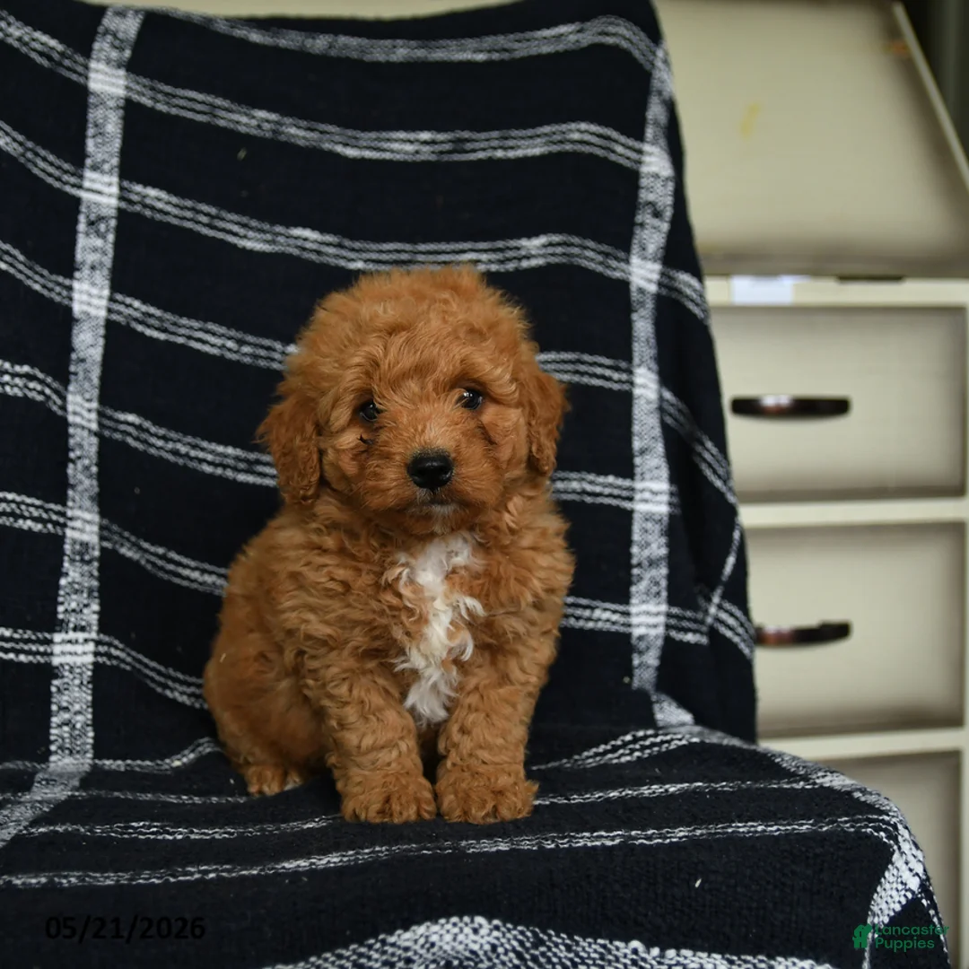 Mini Goldendoodle dogs for sale: Dash - Ad 2
