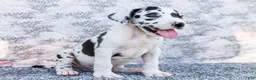Great Dane dogs for sale: Dirk - Ad 4