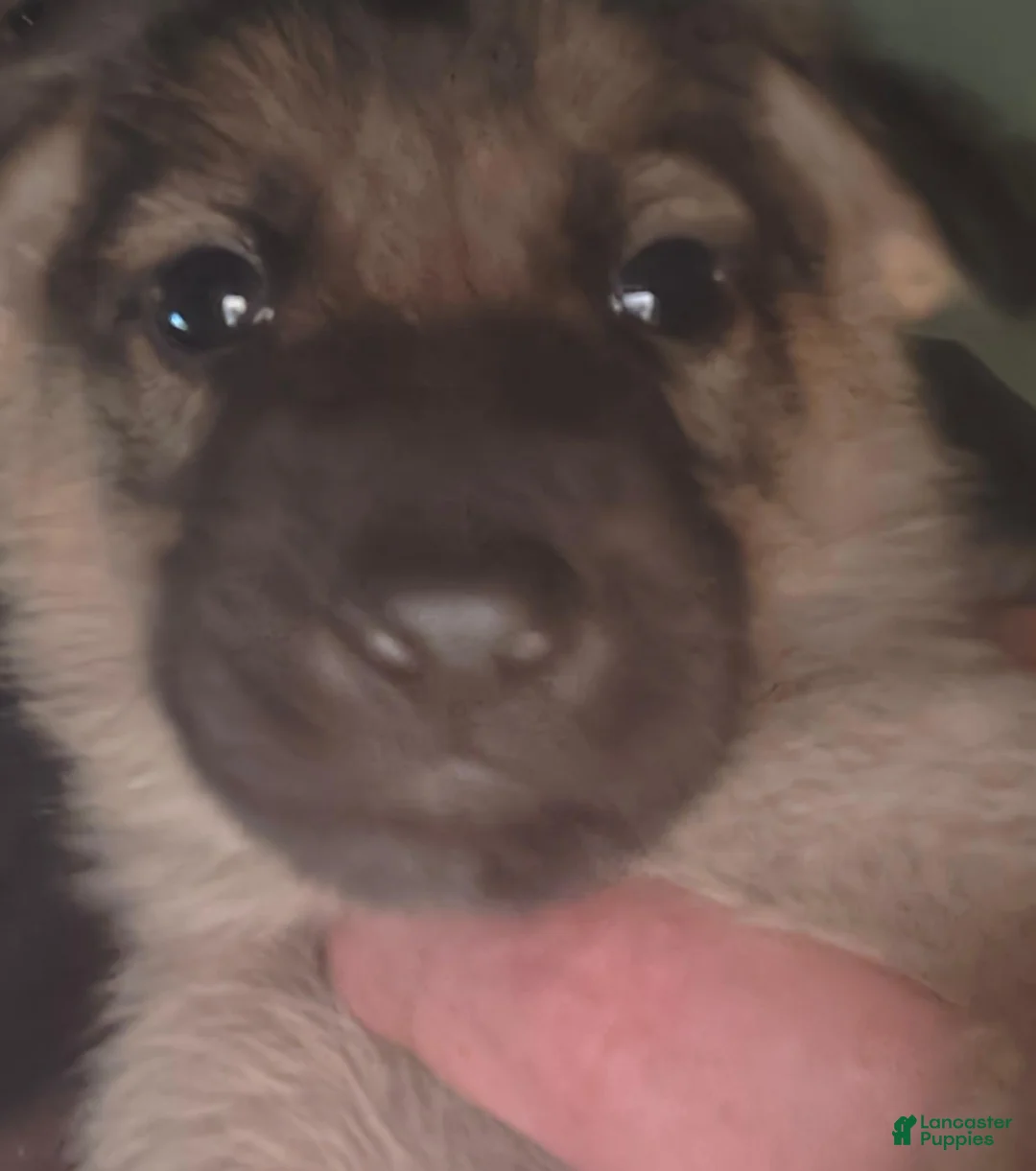German Shepherd dogs for sale: German Shepherd 2 - Ad 1
