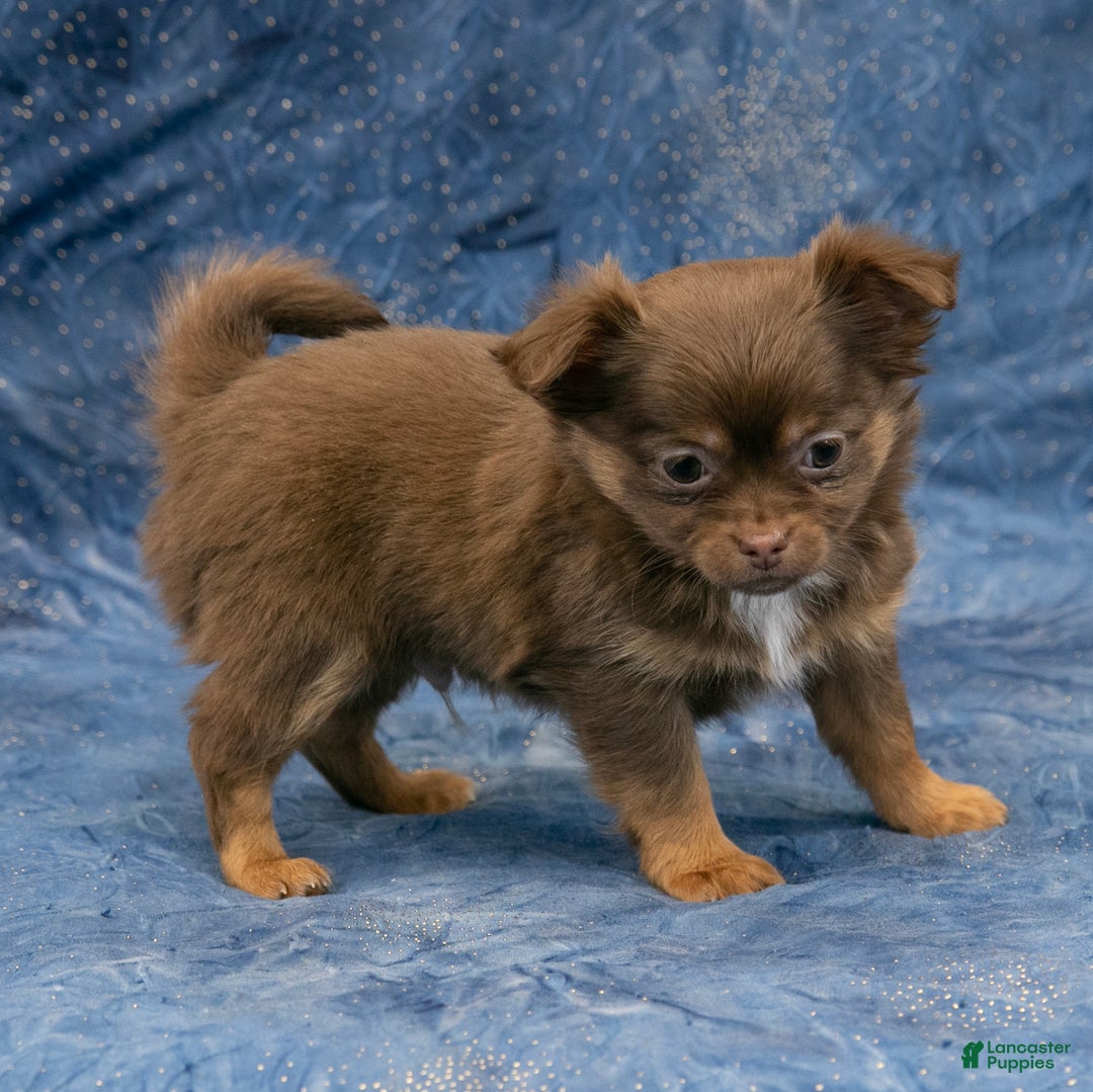 Chihuahua dogs for sale: Brandy - Ad 7