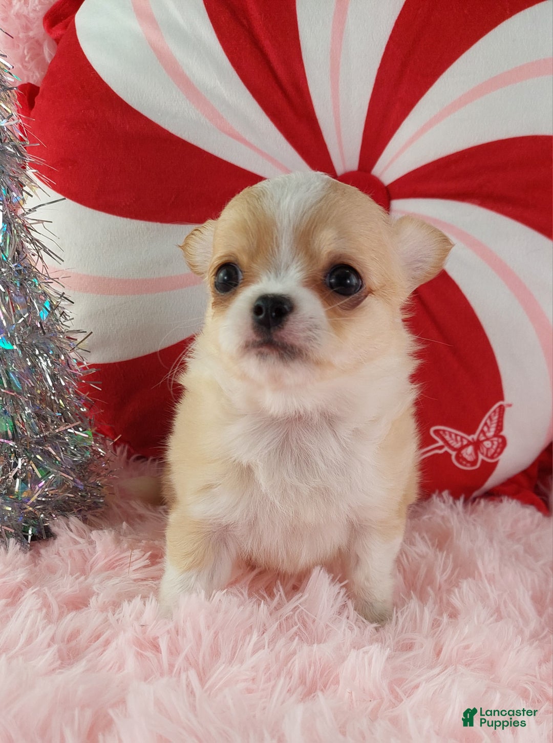 Chihuahua dogs for sale: Milly - Ad 7