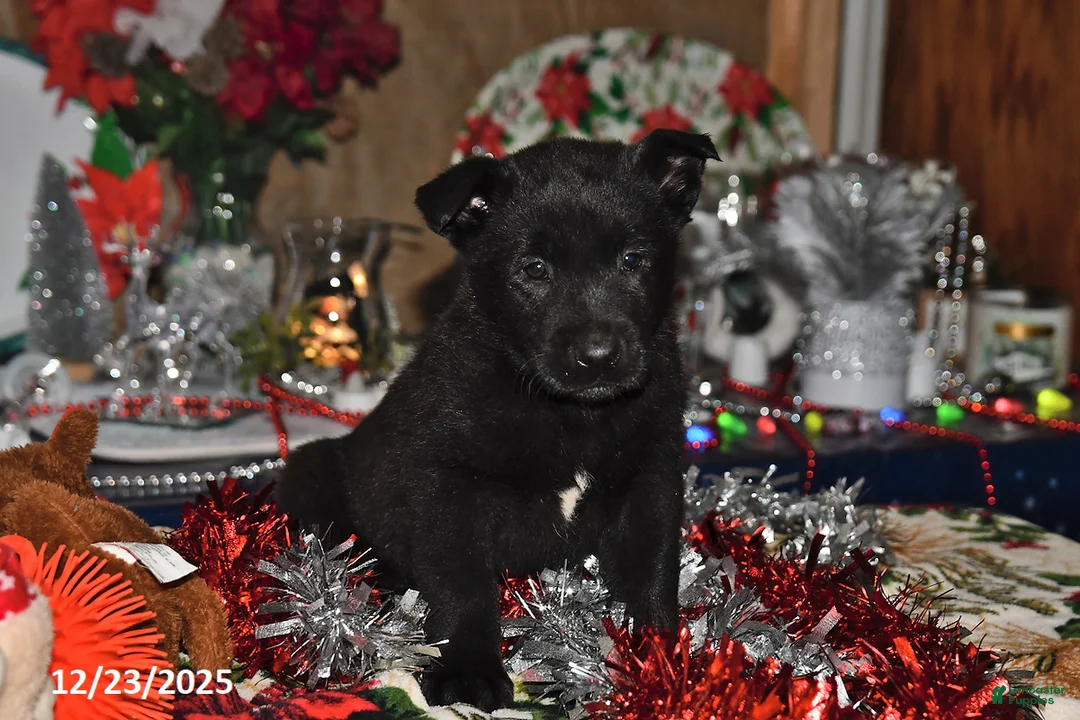 Belgian Malinois dogs for sale: Pepper - Ad 8