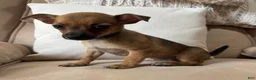 Chihuahua dogs for sale: Franny - Ad 4