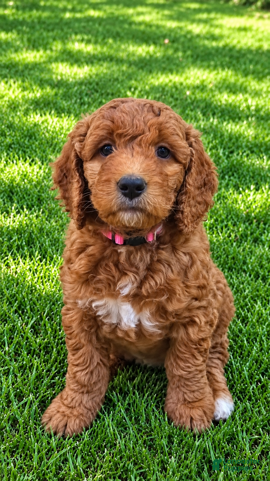 Mini Goldendoodle dogs Mini Goldendoodle 4 - Ad 1