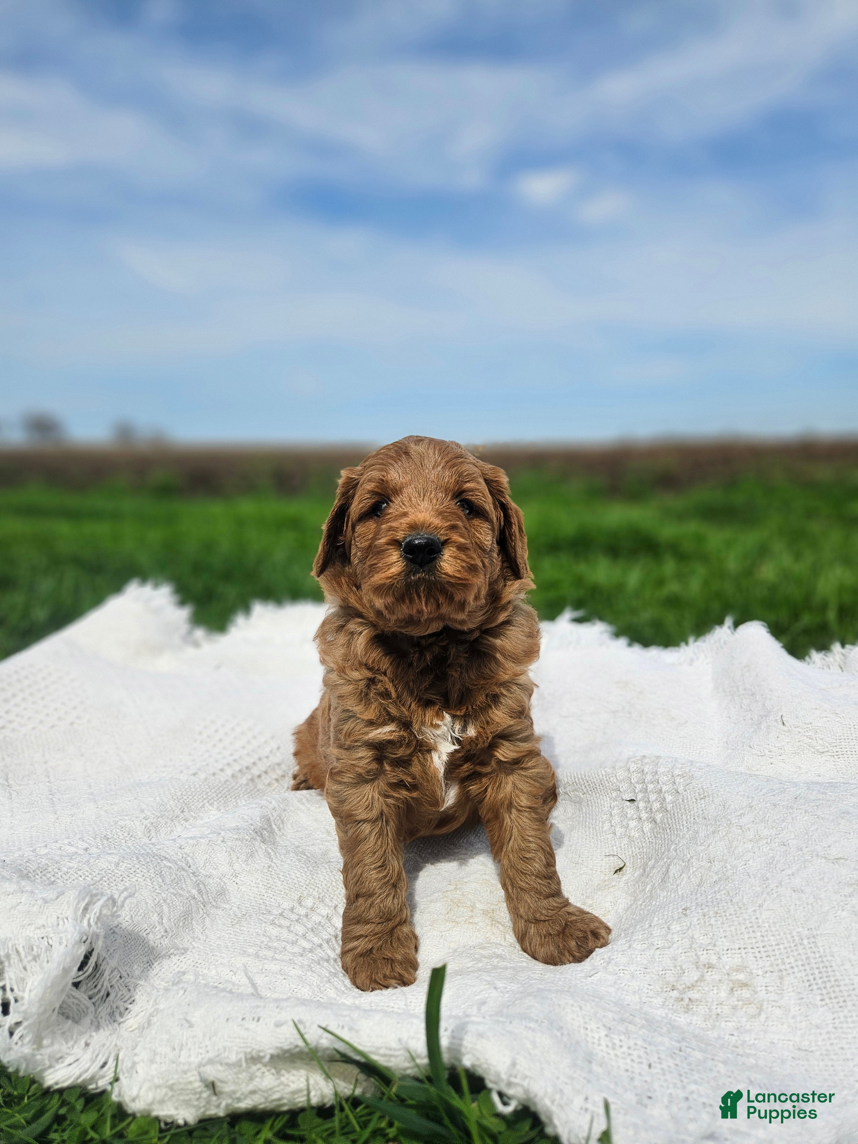 Mini Goldendoodle dogs Teddy - Ad 1