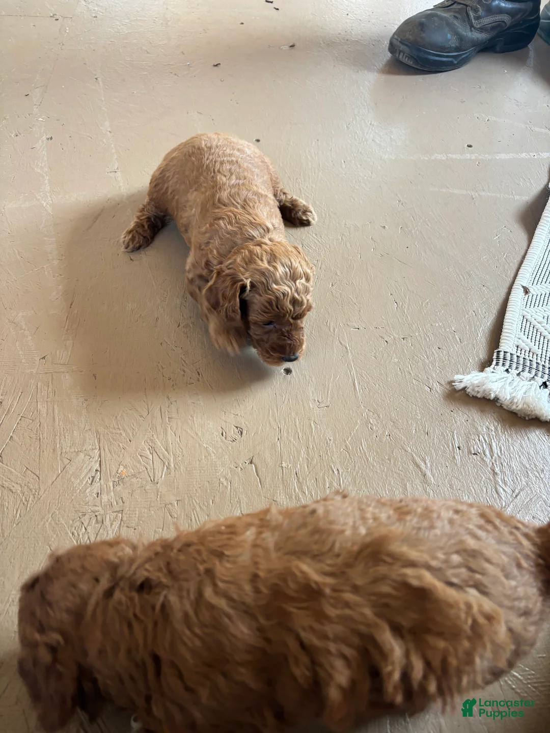 Miniature Poodle dogs for sale: Elmo - Ad 7