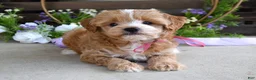 Maltipoo dogs for sale: Bella - Ad 3