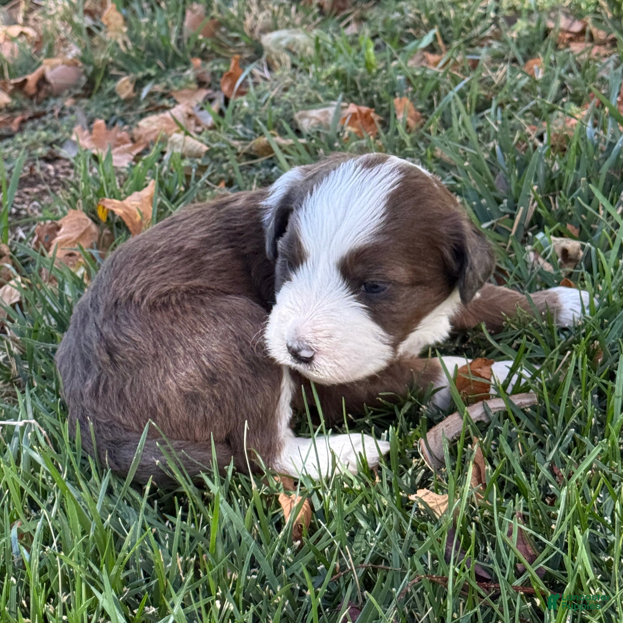 Bernedoodle dogs Annabelle - Ad 2