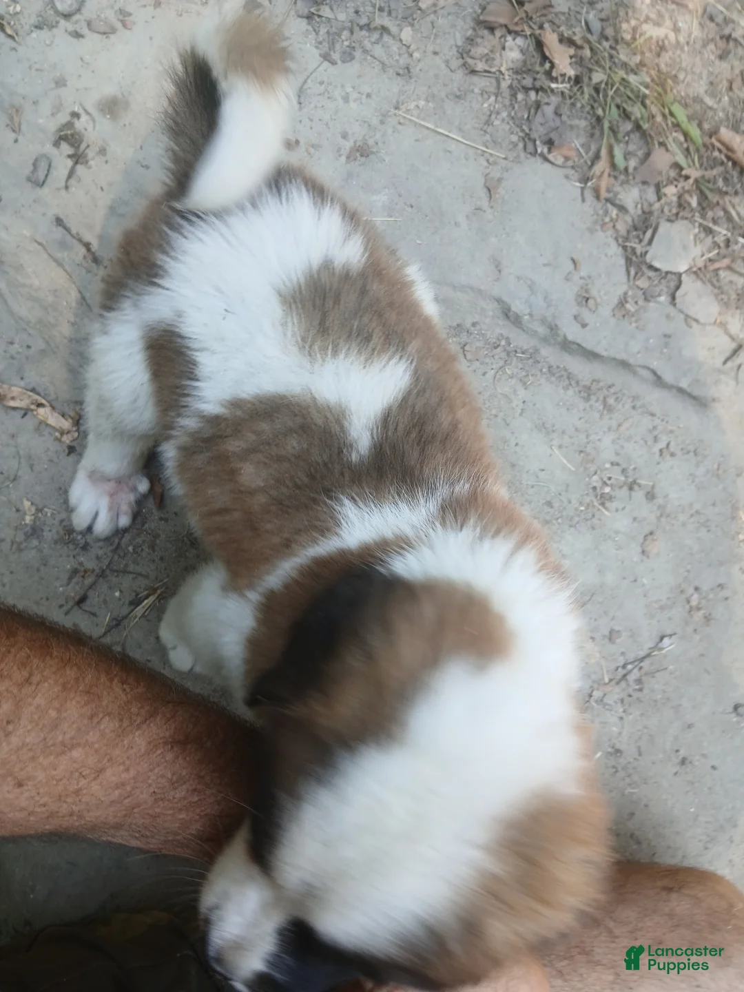 Saint Bernard dogs for sale: Saint Bernard 4 GIRL - Ad 2