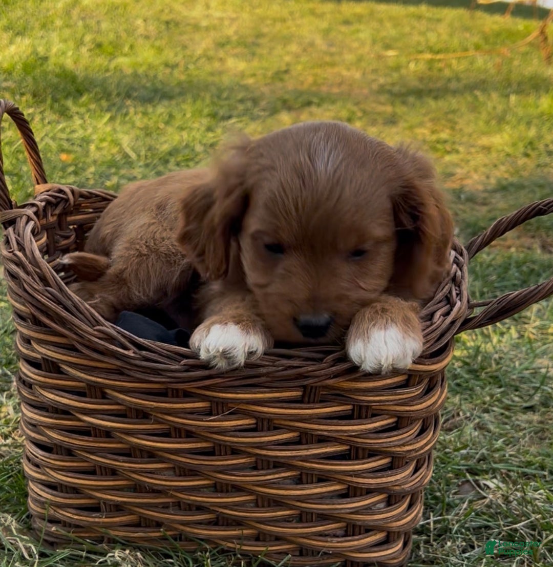 Cavapoo dogs for sale: Charley - Ad 4