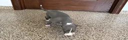 Italian Greyhound dogs for sale: TJ  - Ad 4