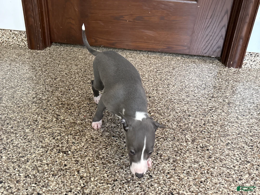 Italian Greyhound dogs for sale: TJ  - Ad 4