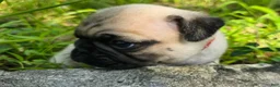 Pug dogs for sale: Moe - Ad 15