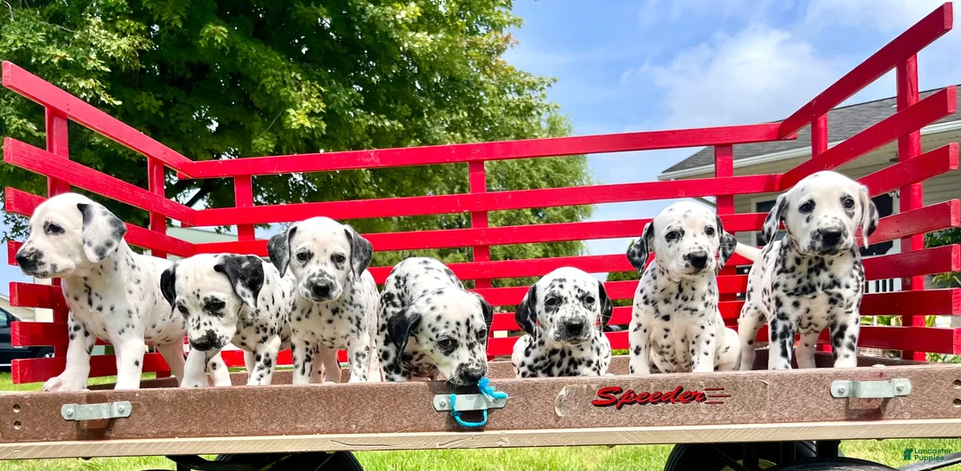 Dalmatian dogs for sale: Dixie❤️AKC 🐾Text or Call today - Ad 3