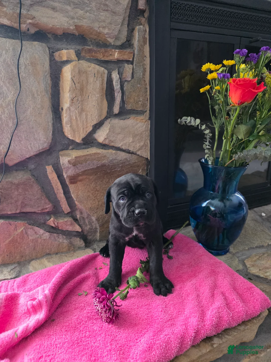 Cane Corso dogs for sale: Kira - Ad 2