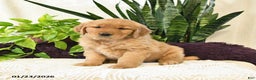 Golden Retriever dogs for sale: Sage - Ad 3