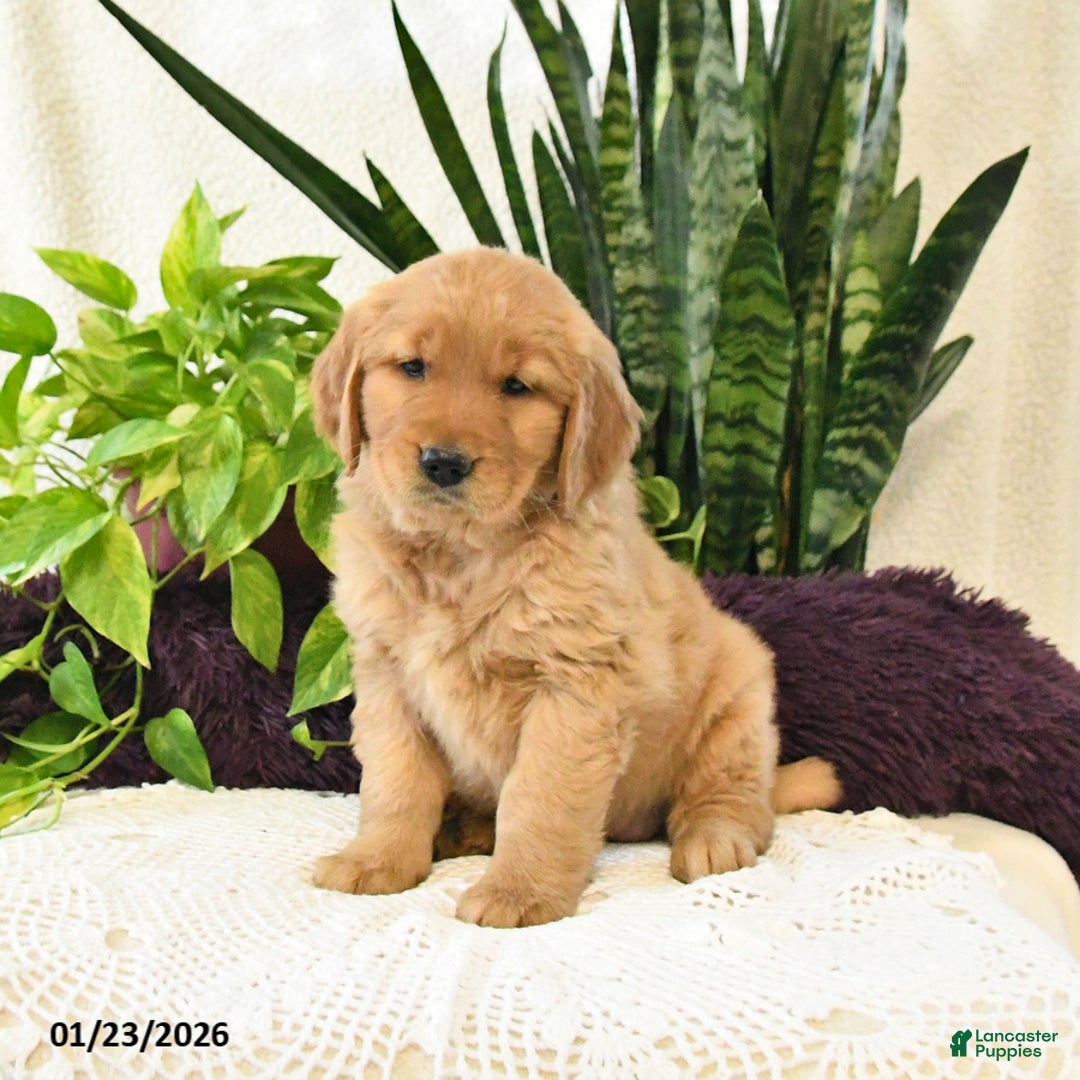 Golden Retriever dogs for sale: Sage - Ad 3