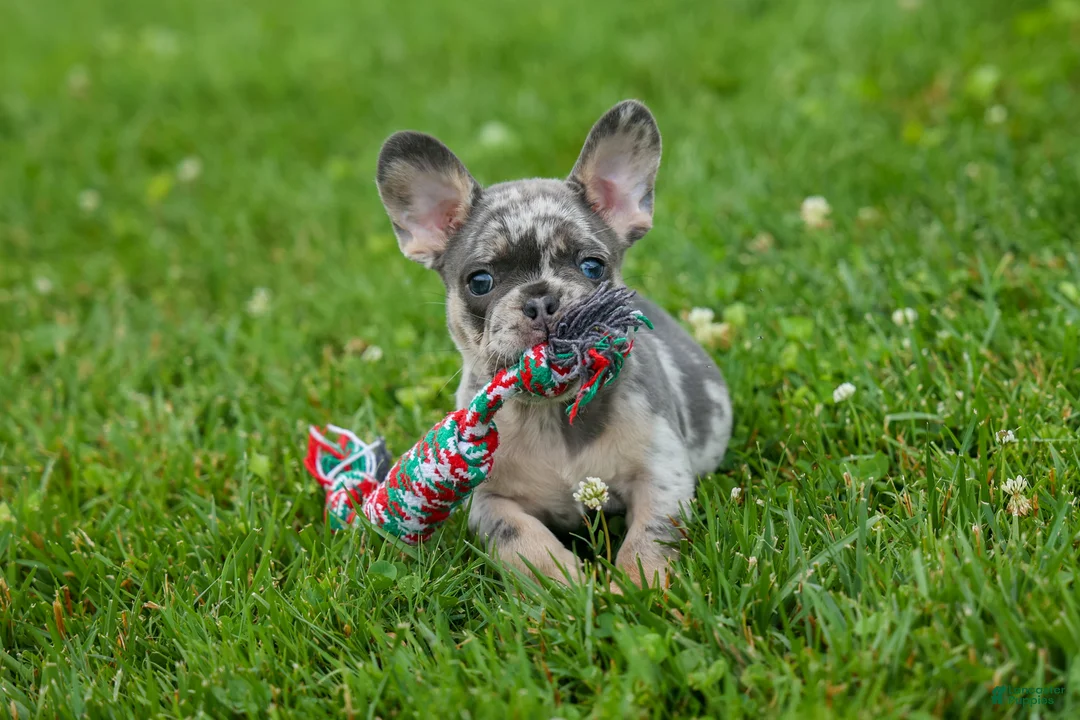 French Bulldog dogs for sale: Knox 💙 - Ad 1