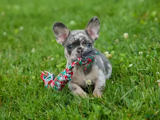 French Bulldog dogs for sale: Knox ๐ - Ad 3