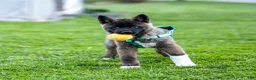 Akita dogs for sale: Fuji Akita Puppy  - Ad 1