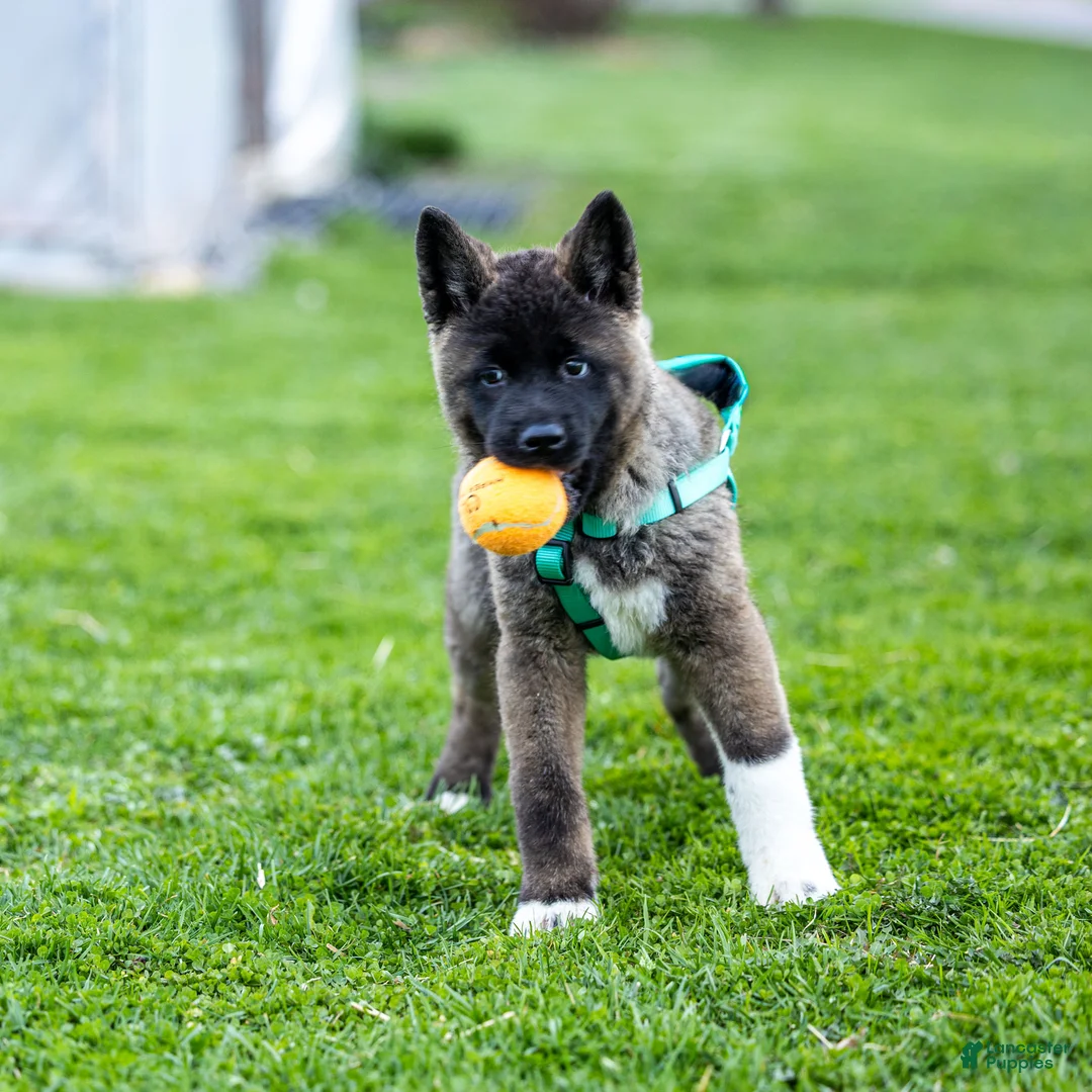 Akita dogs for sale: Fuji Akita Puppy  - Ad 1