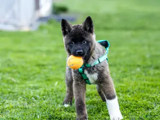 Akita dogs for sale: Fuji Akita Puppy - Ad 1