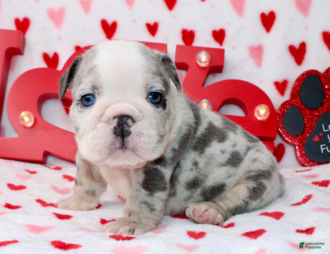 English Bulldog dogs for sale: Blu - Ad 5