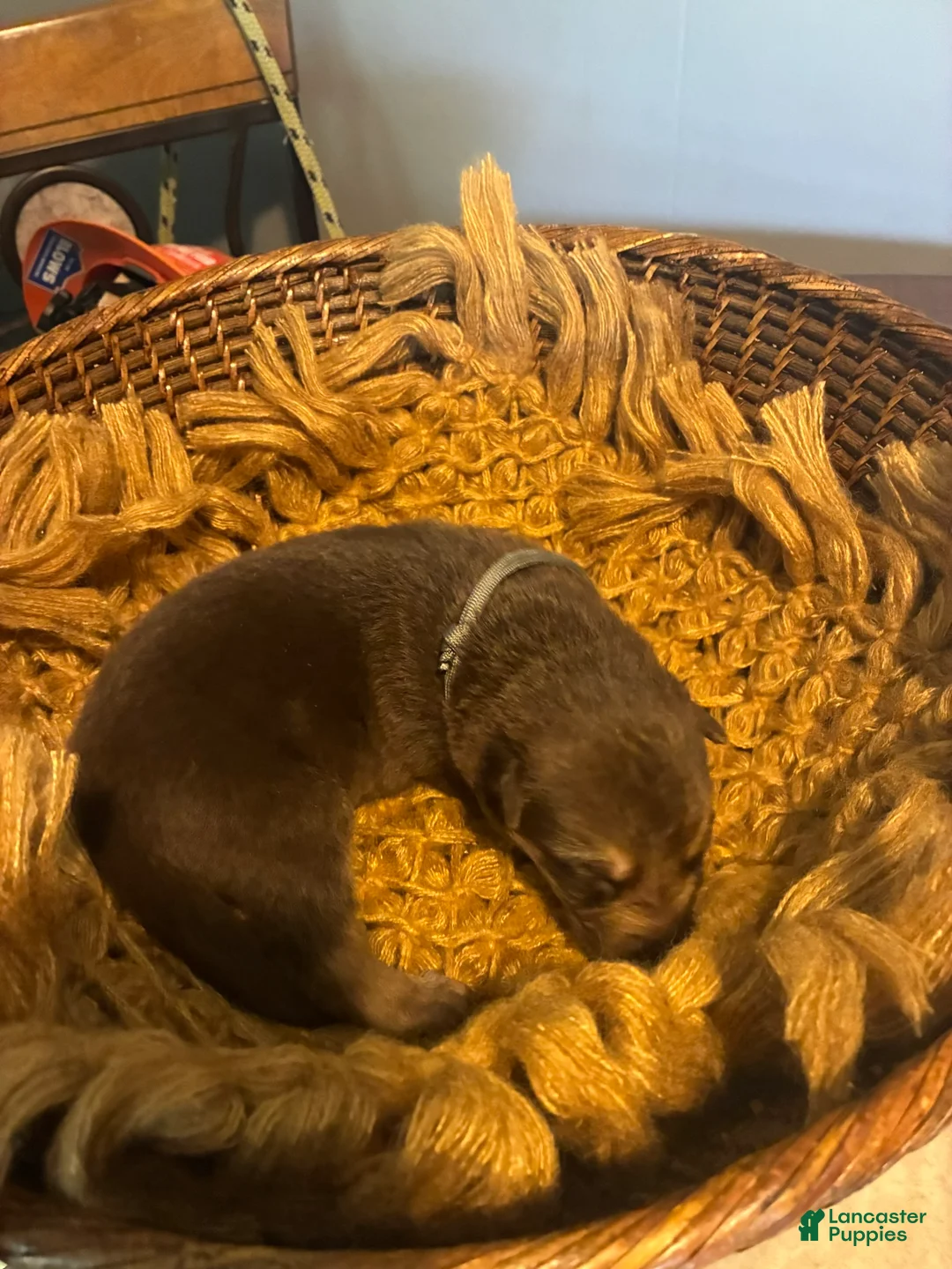 German Shepherd dogs for sale: Birch - Ad 2