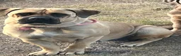 Cane Corso dogs for sale: Cane Corso 1 - Ad 2